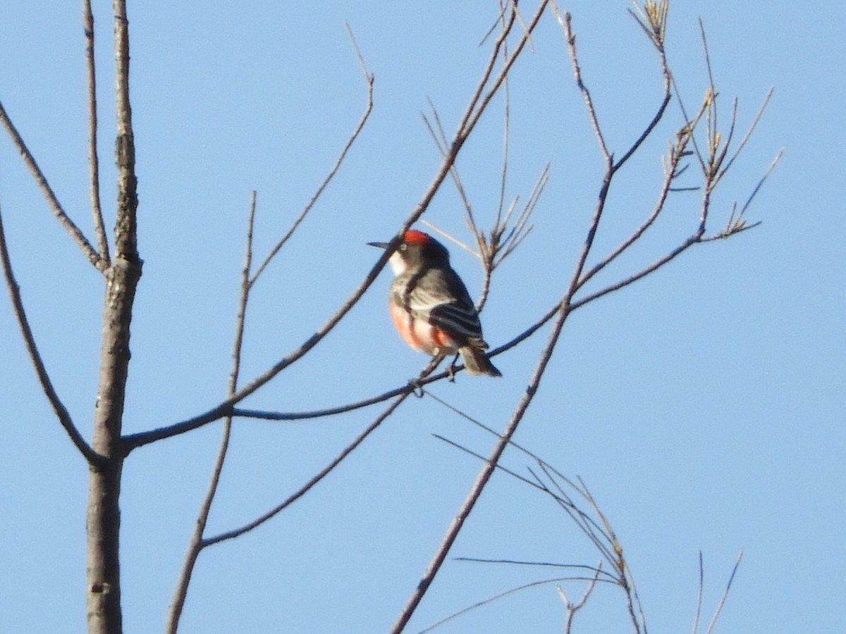 Crimson Chat - ML620819393