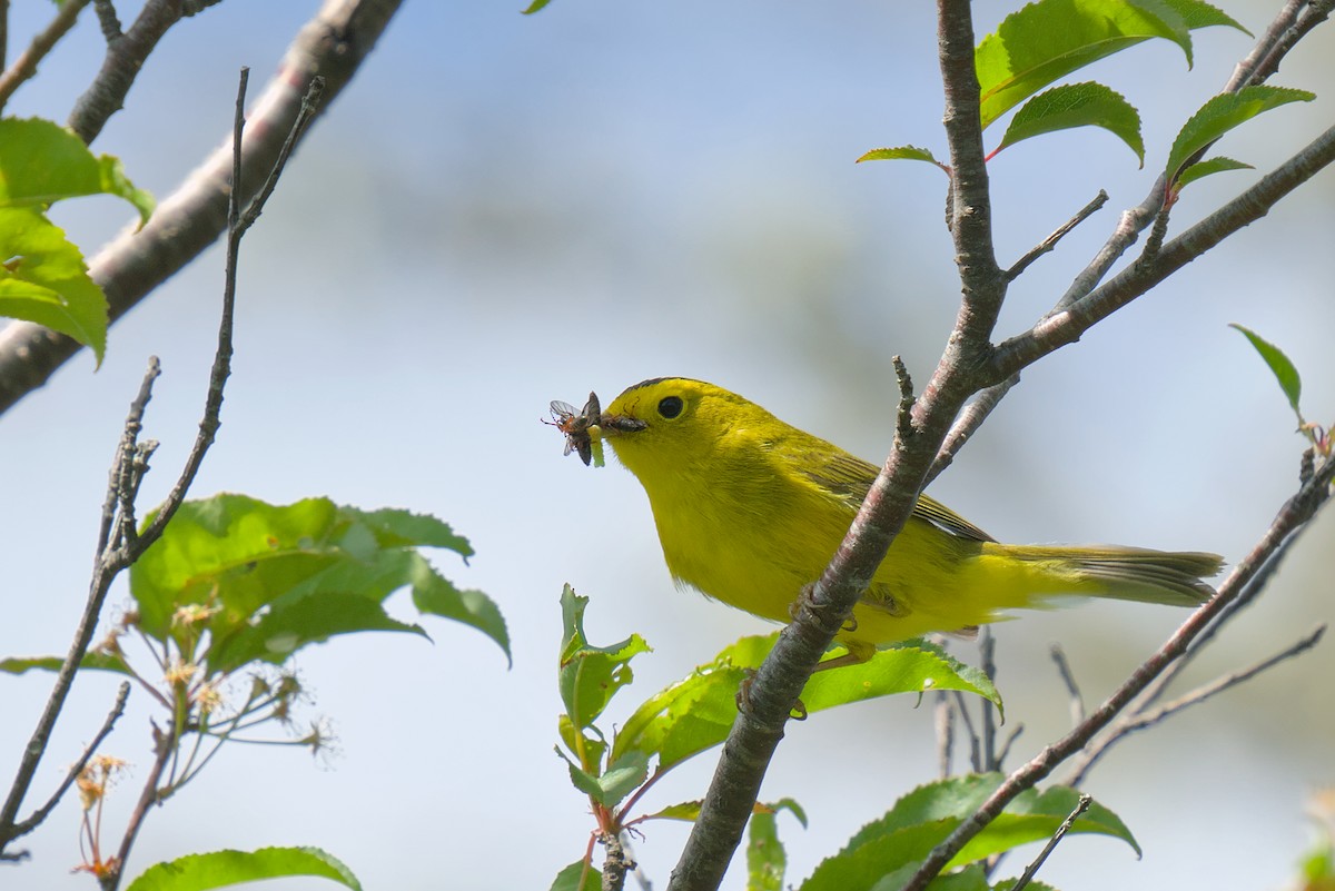 Wilson's Warbler - ML620819396