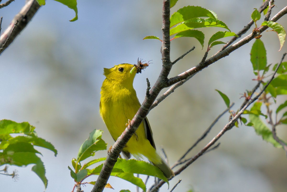 Wilson's Warbler - ML620819397