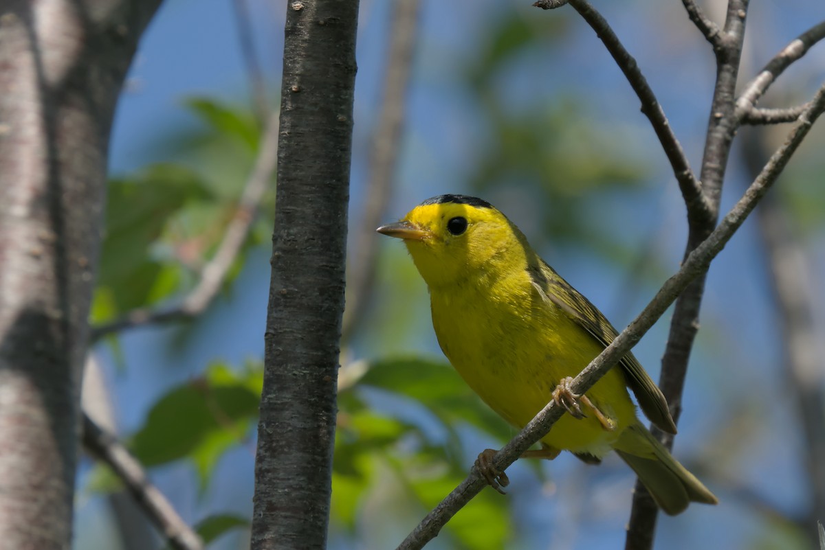 Wilson's Warbler - ML620819398