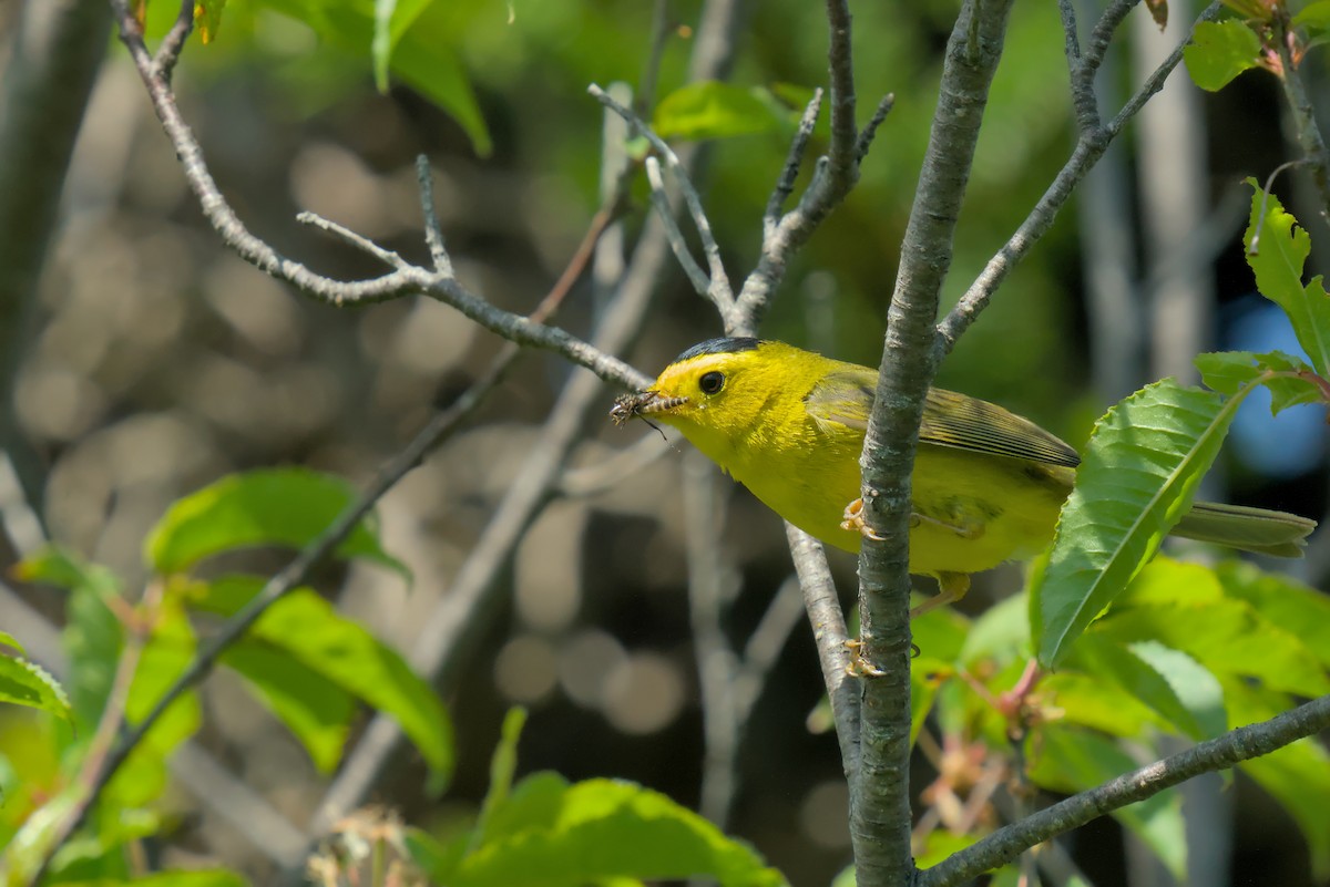 Wilson's Warbler - ML620819400