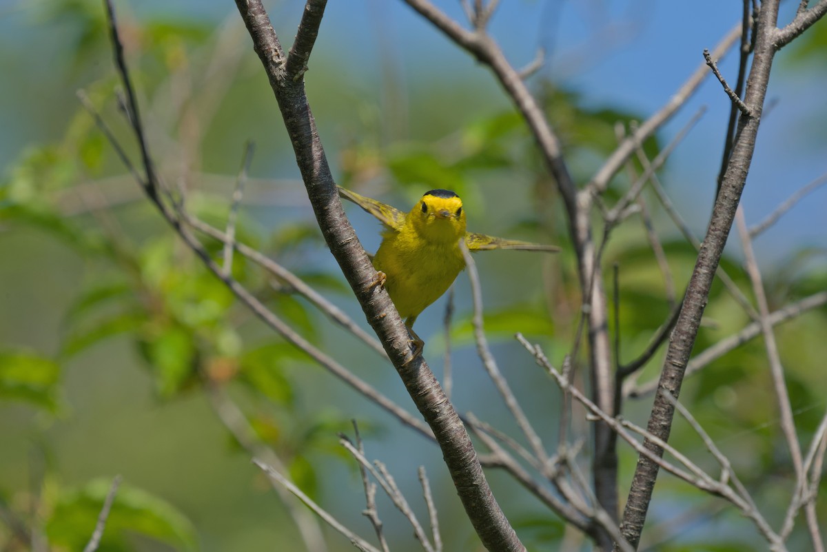 Wilson's Warbler - ML620819401