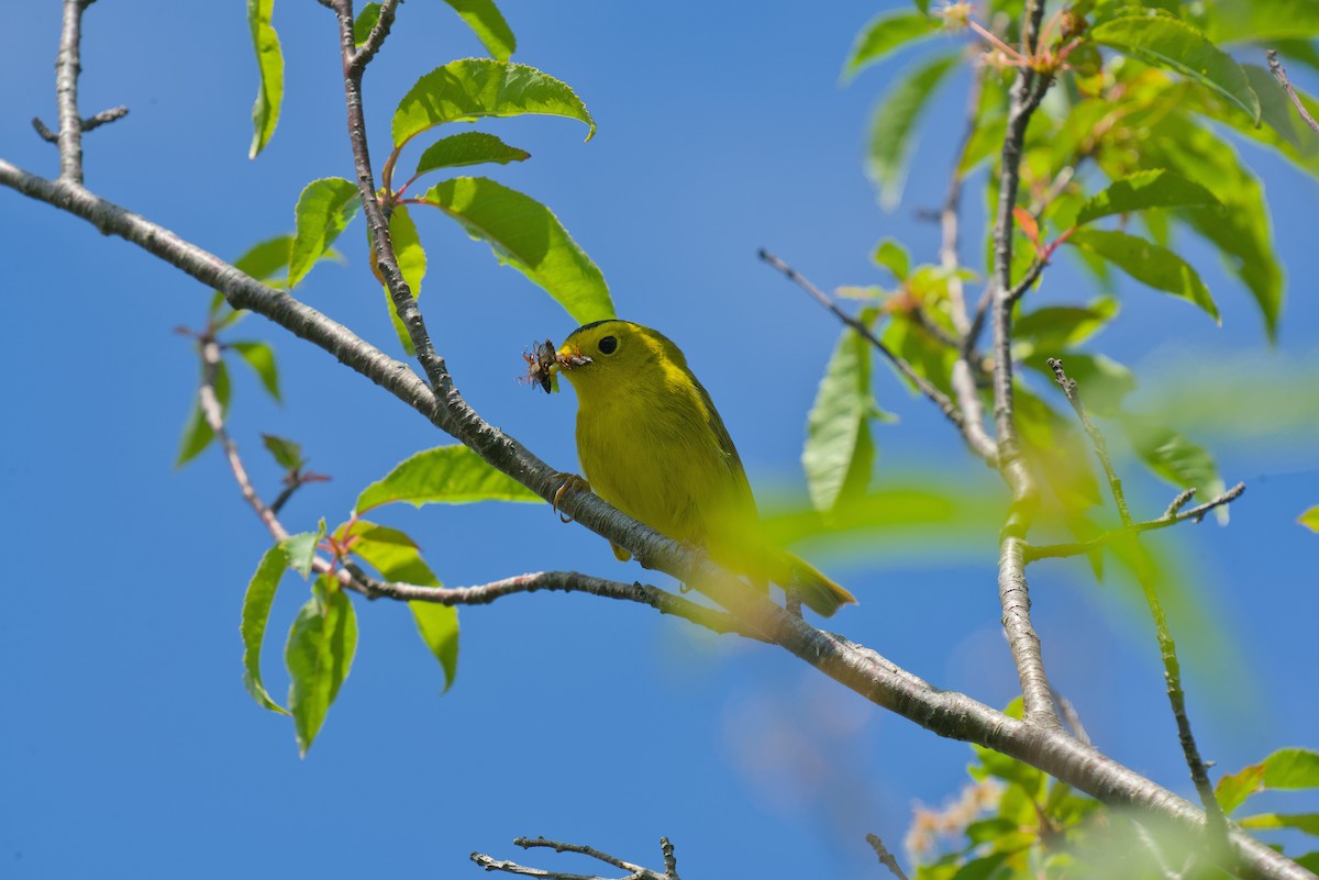 Wilson's Warbler - ML620819402