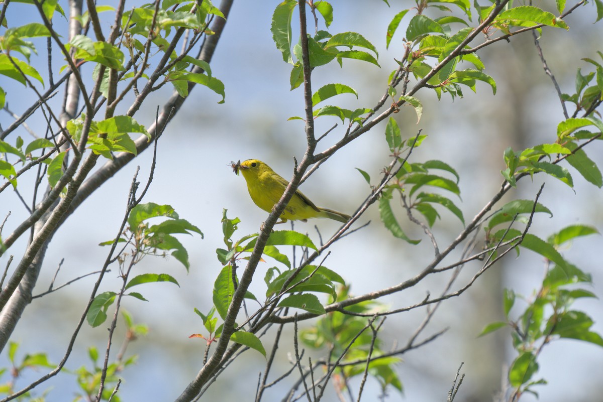 Wilson's Warbler - ML620819403