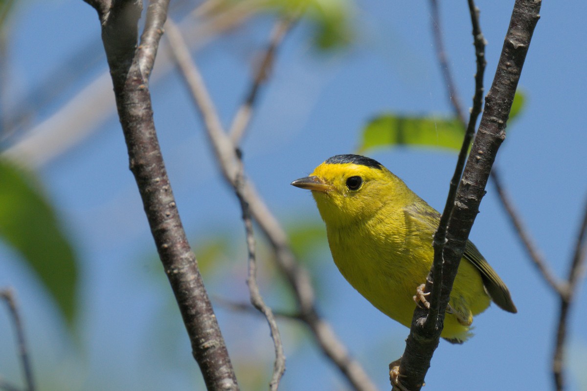 Wilson's Warbler - ML620819404