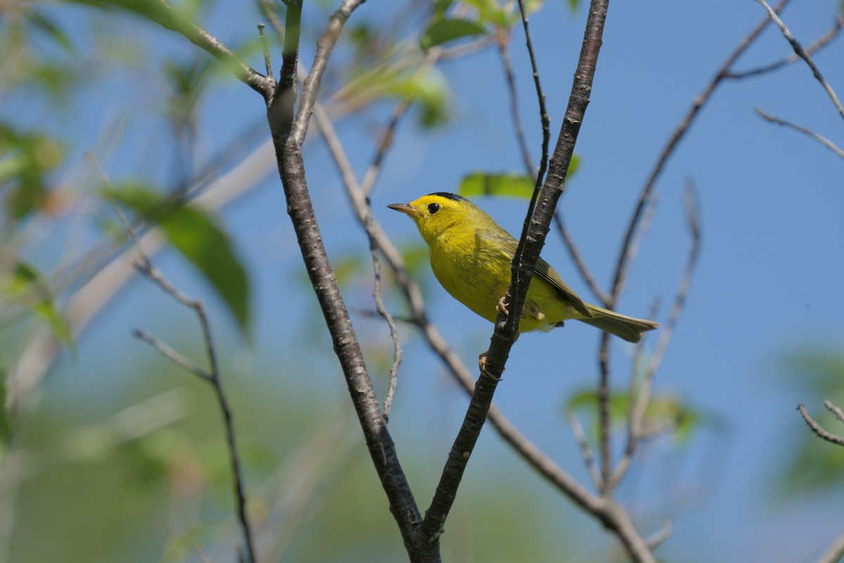 Wilson's Warbler - ML620819405