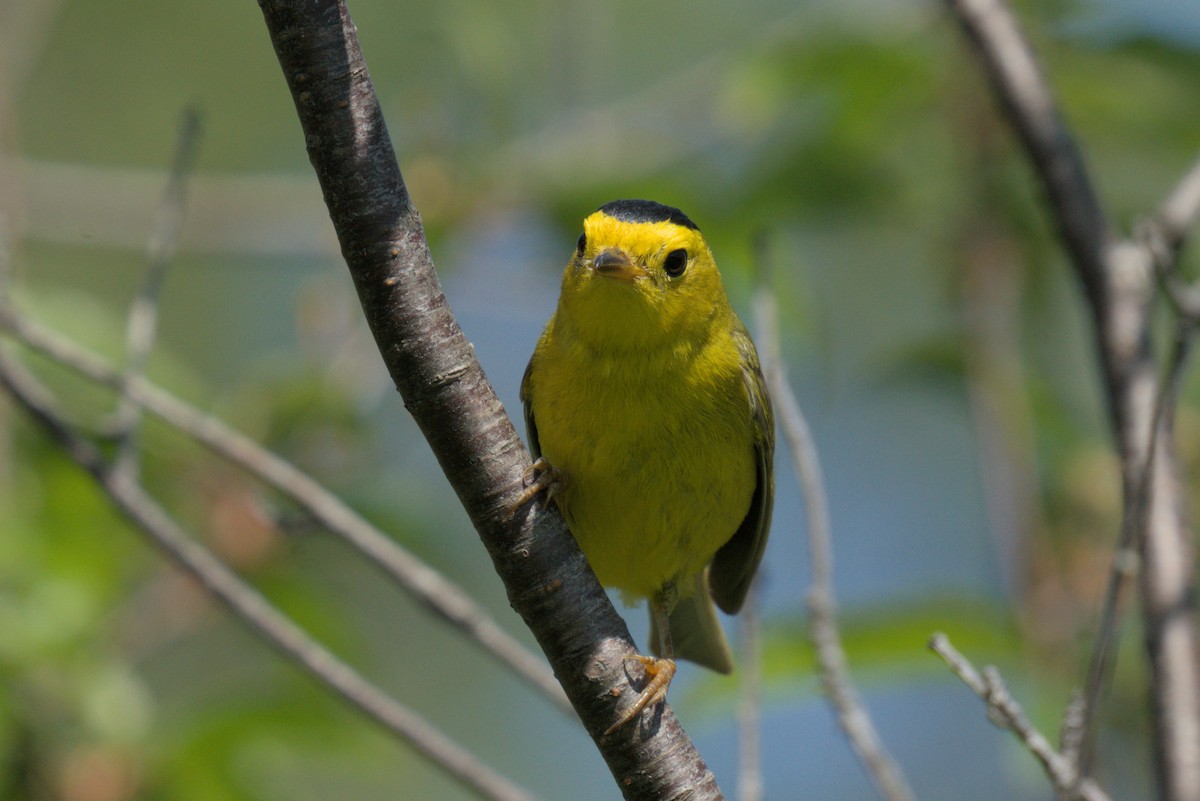 Wilson's Warbler - ML620819406