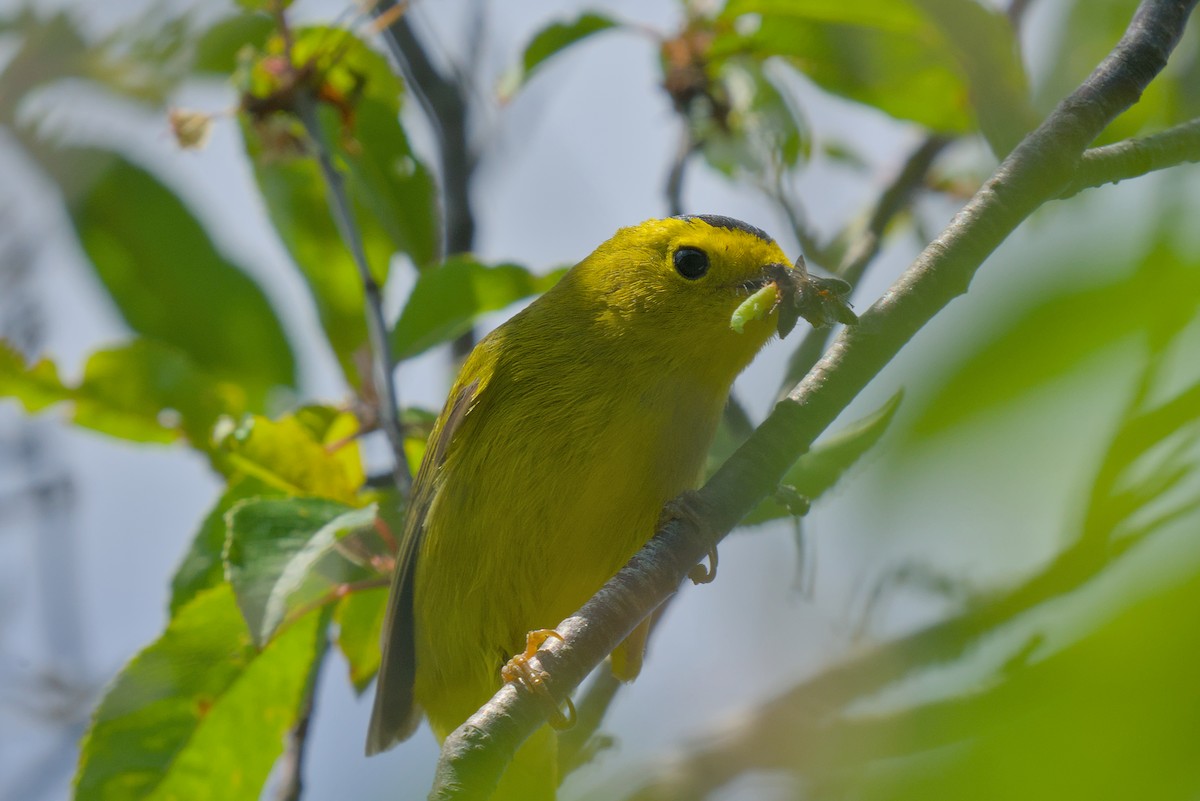 Wilson's Warbler - ML620819408