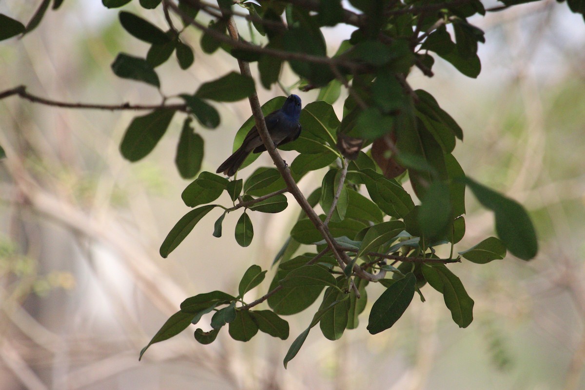 Black-naped Monarch - ML620819409