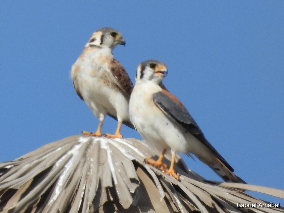 American Kestrel - ML620819414