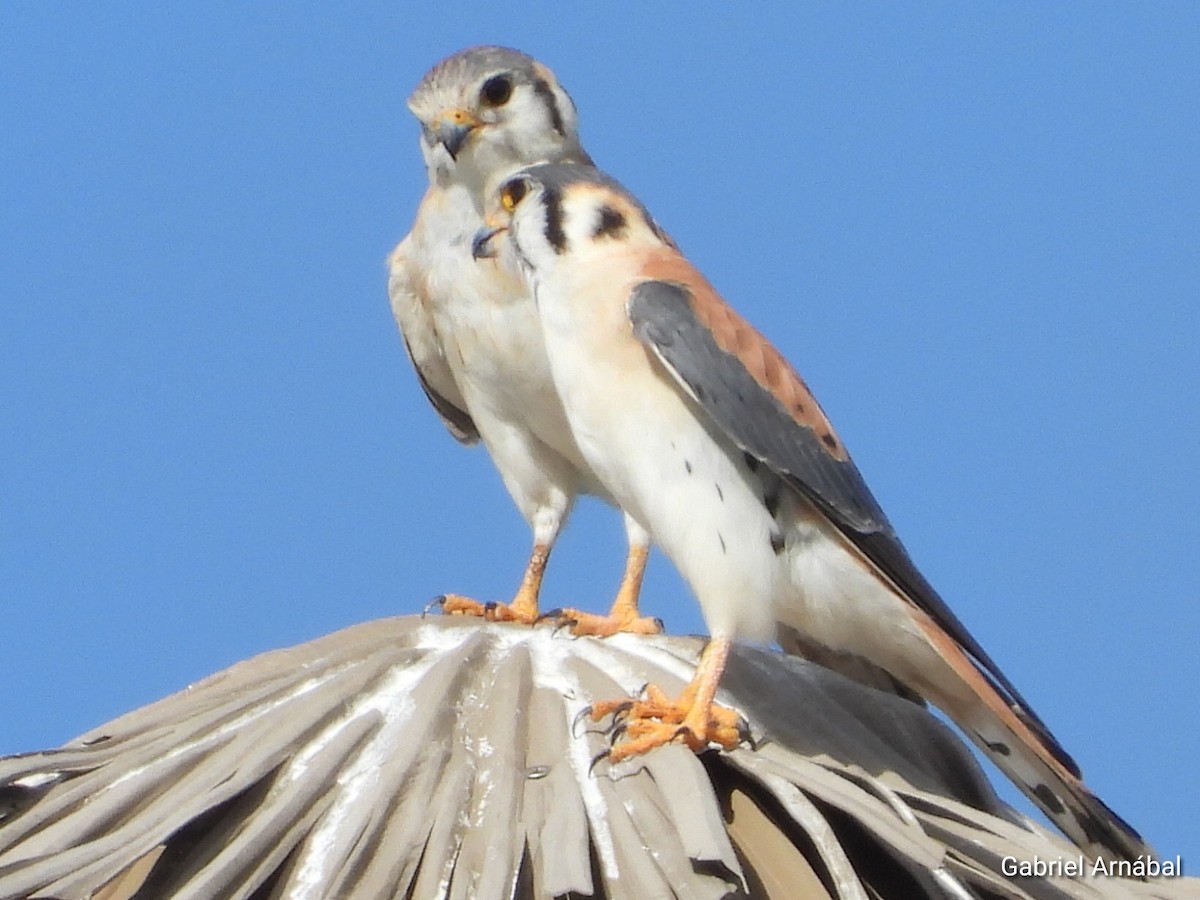 American Kestrel - ML620819415