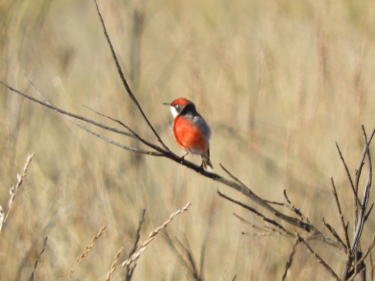 Crimson Chat - ML620819416