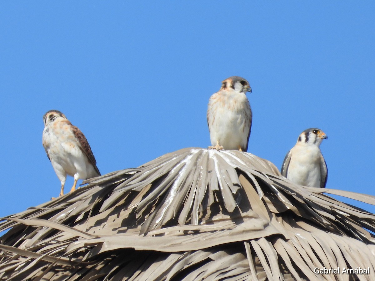 American Kestrel - ML620819417