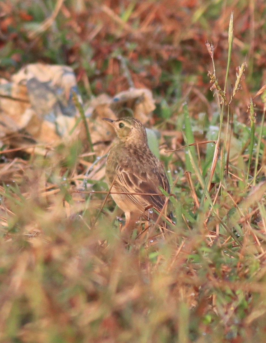 Paddyfield Pipit - ML620819419