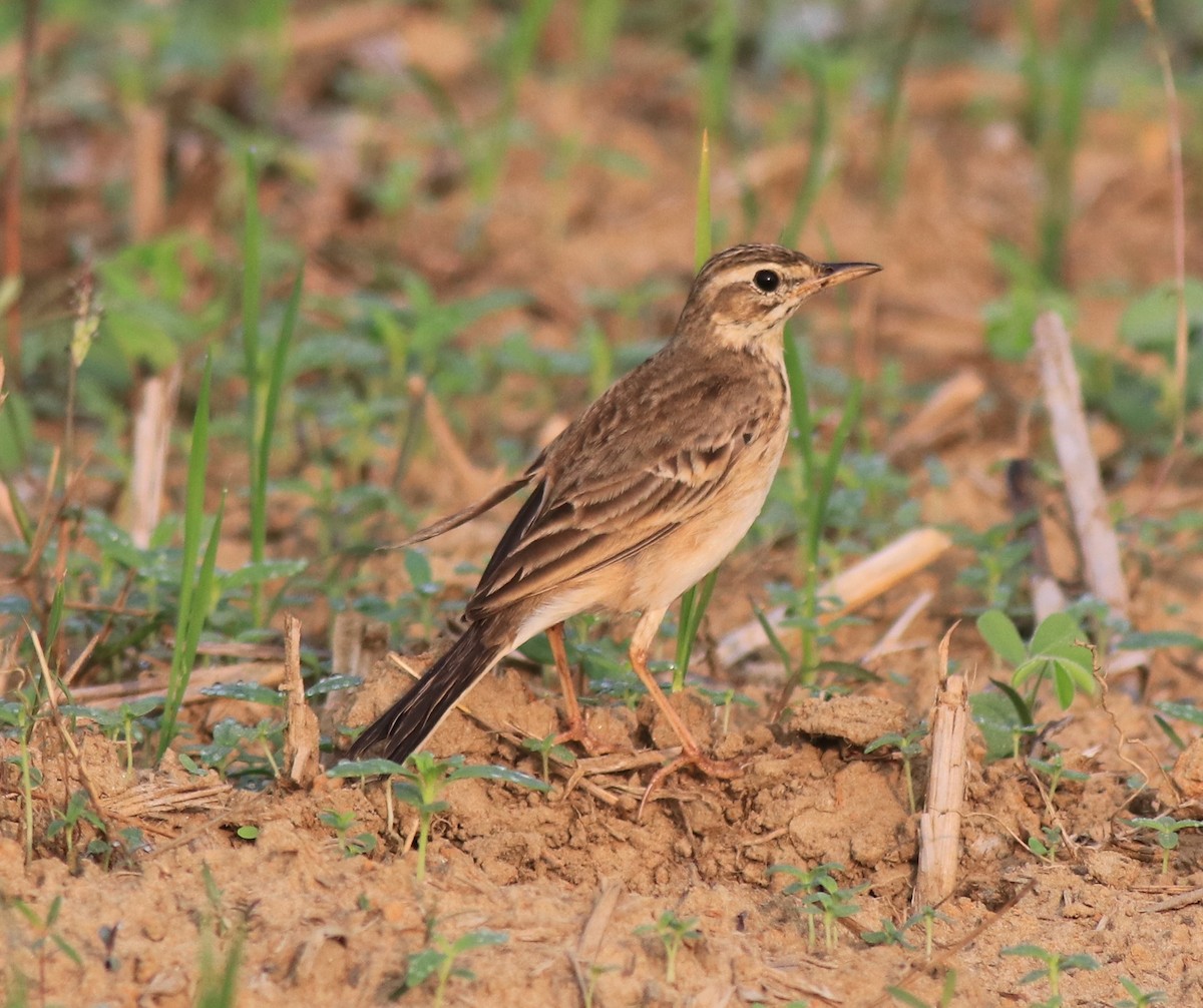 Paddyfield Pipit - Afsar Nayakkan