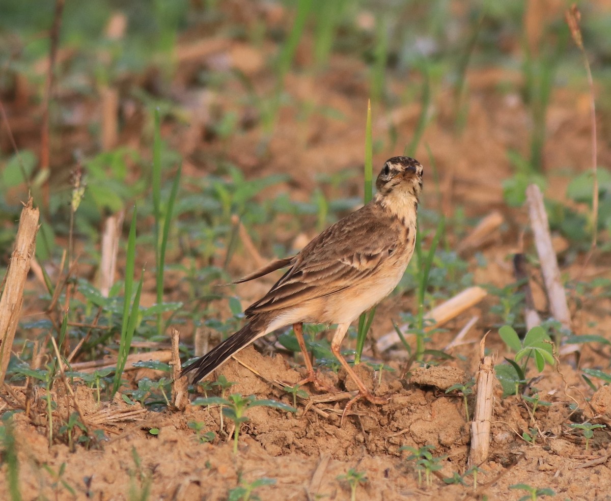 Paddyfield Pipit - ML620819427