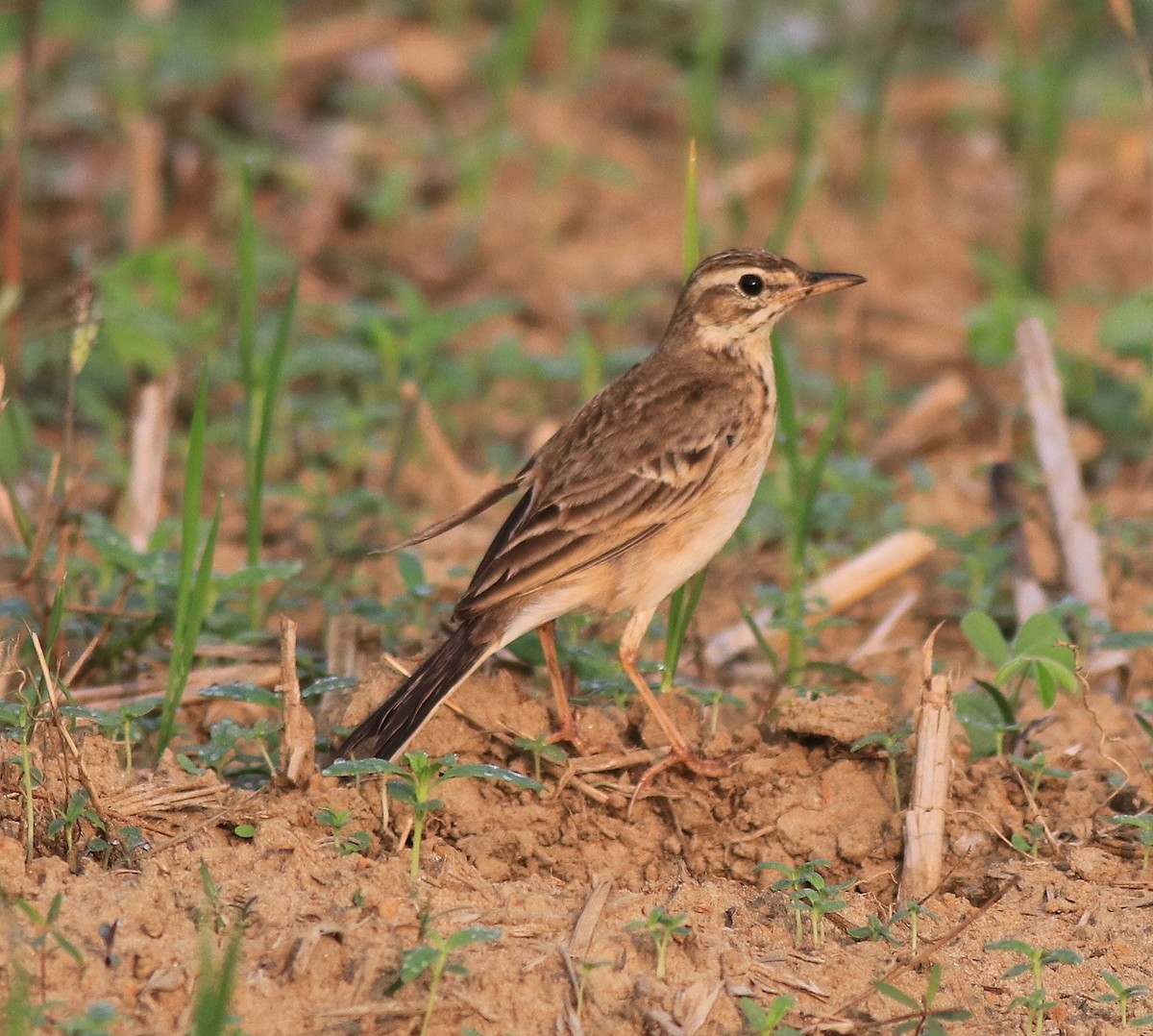 Paddyfield Pipit - ML620819429