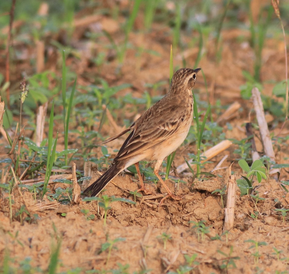 Paddyfield Pipit - ML620819431