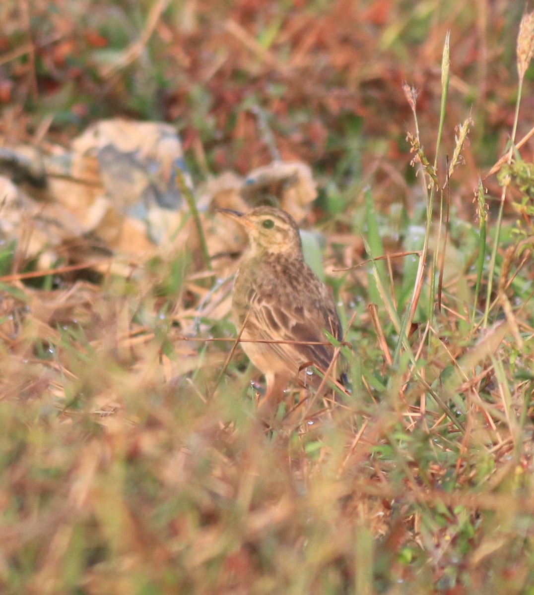 Paddyfield Pipit - ML620819432