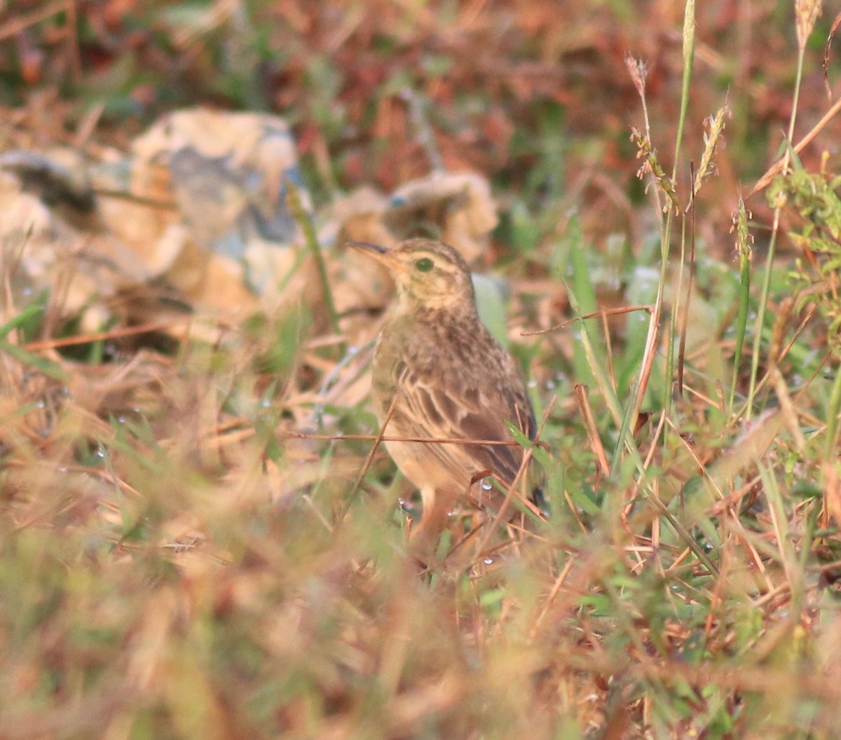 Paddyfield Pipit - ML620819434