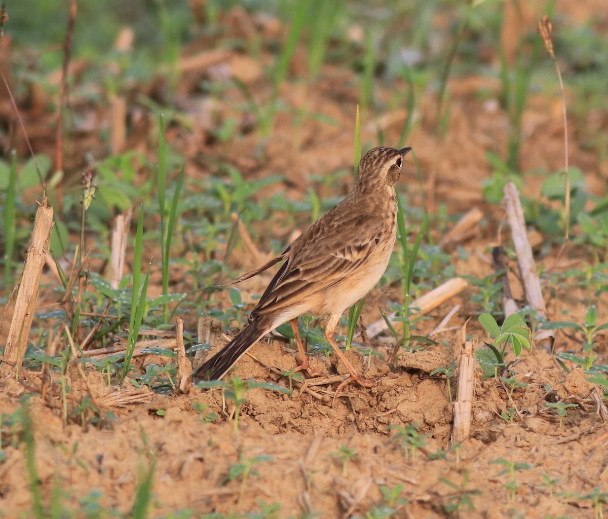 Paddyfield Pipit - ML620819435