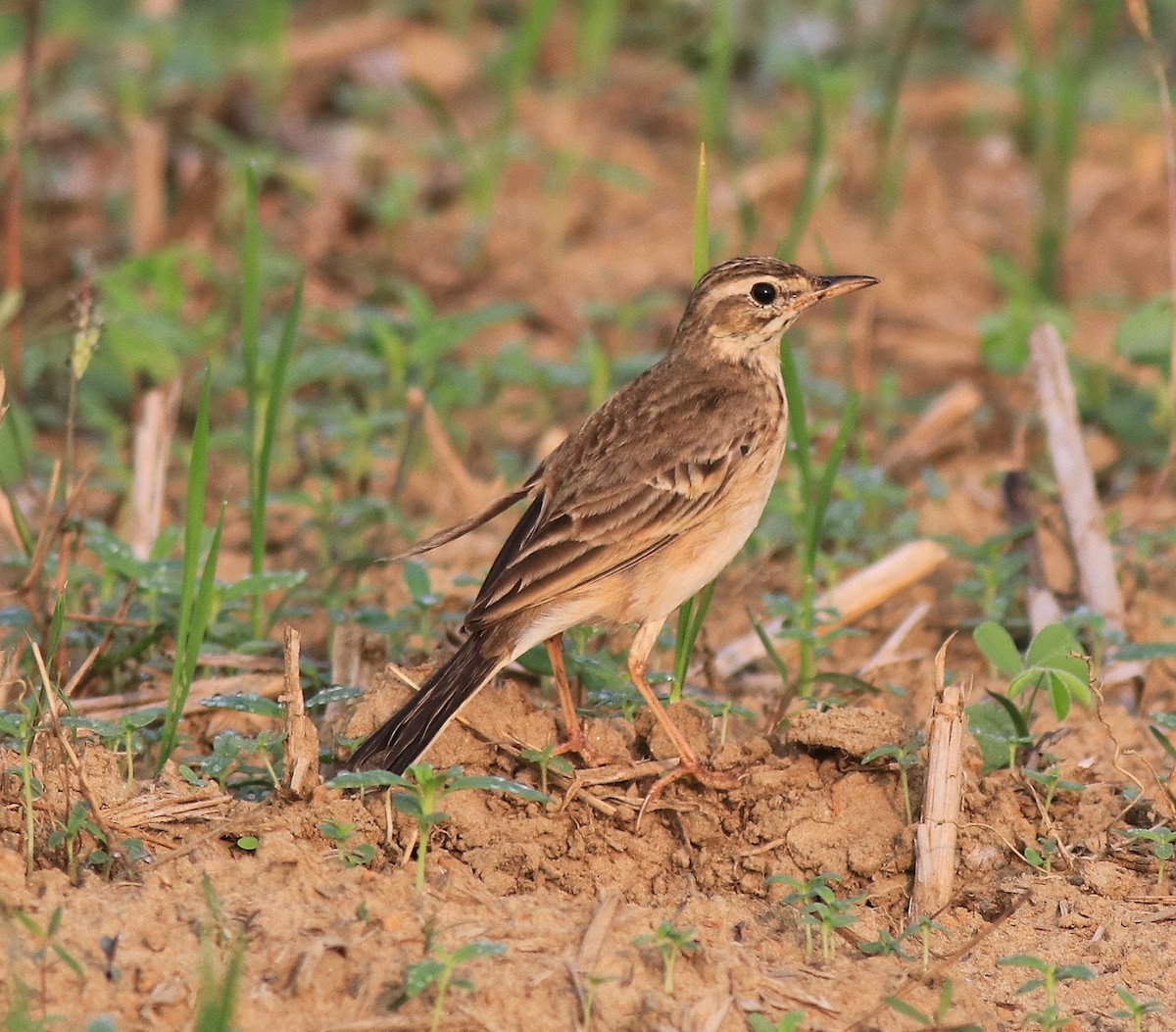 Paddyfield Pipit - ML620819436