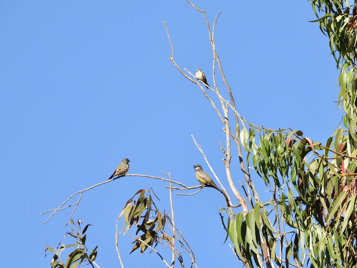 Cassin's Kingbird - ML620819438