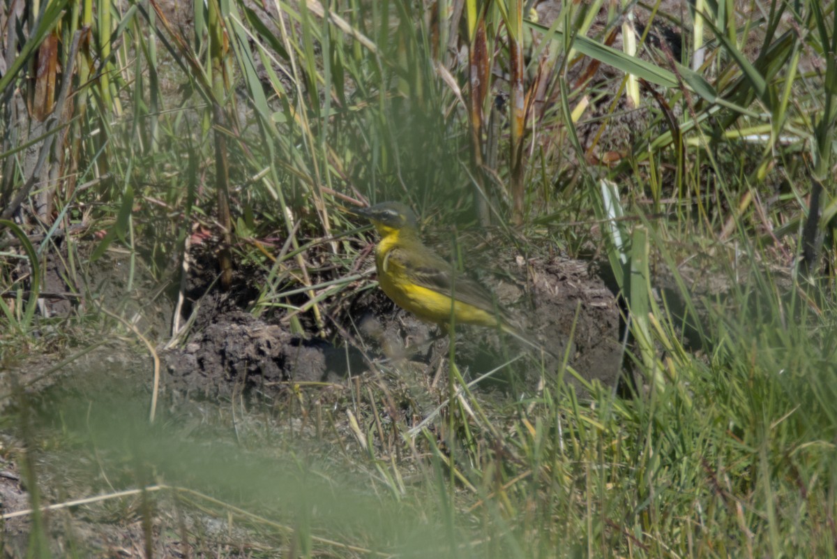 Western Yellow Wagtail (flava) - ML620819439