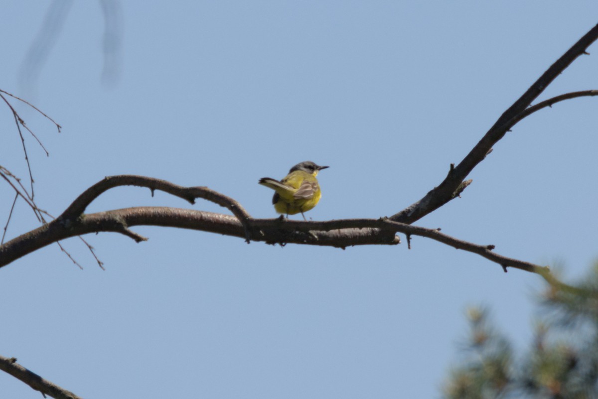 Western Yellow Wagtail (thunbergi) - ML620819440