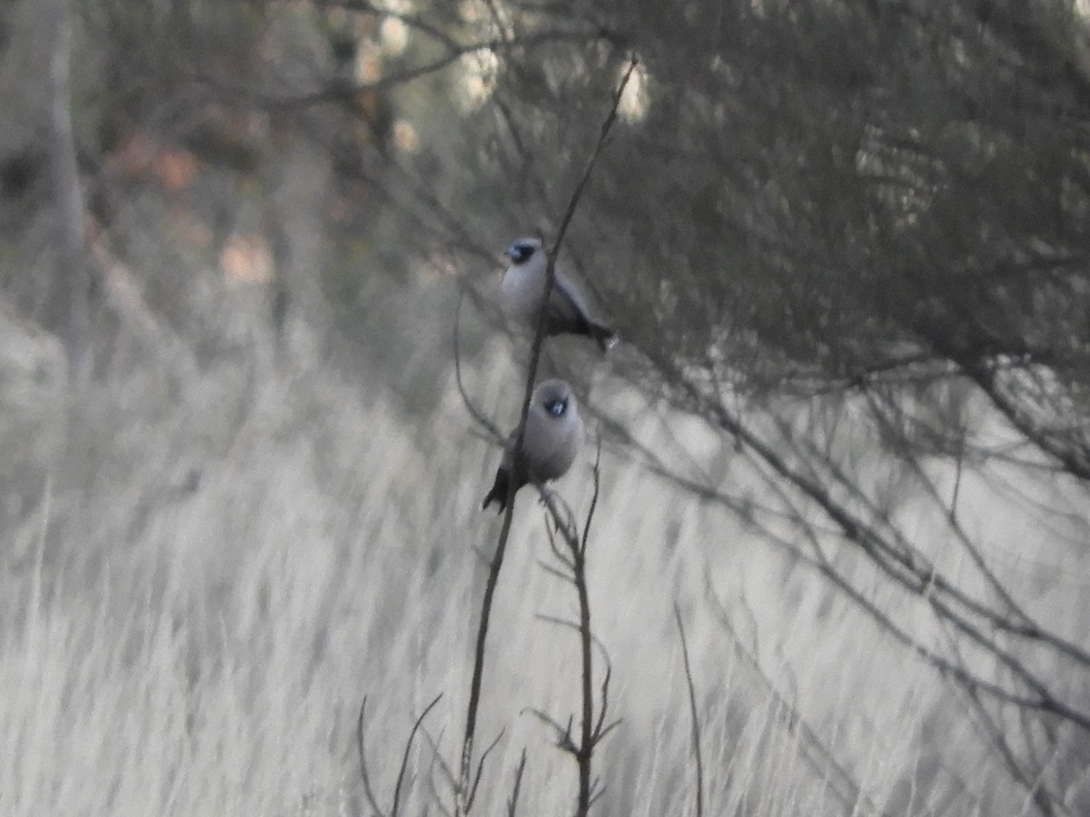 Black-faced Woodswallow (Black-vented) - ML620819445