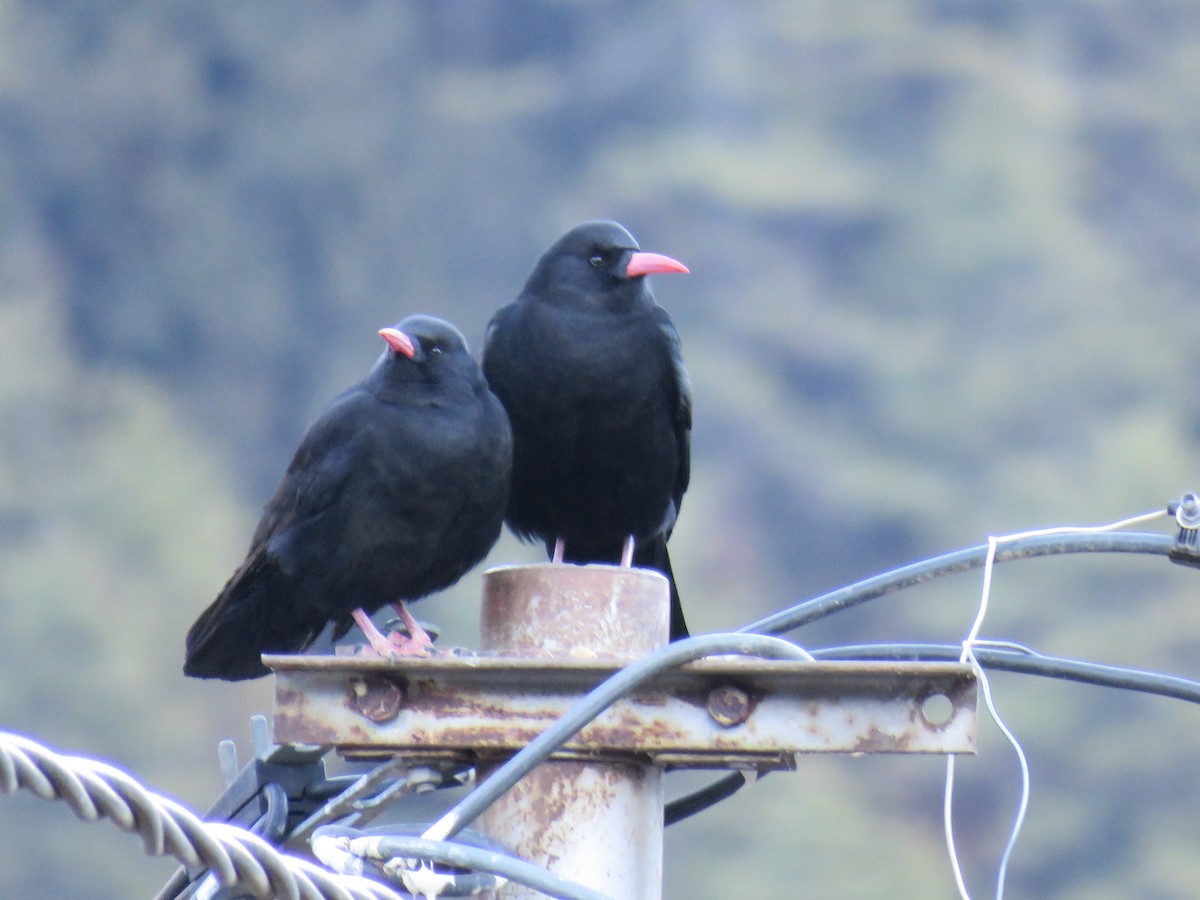 Red-billed Chough - ML620819448