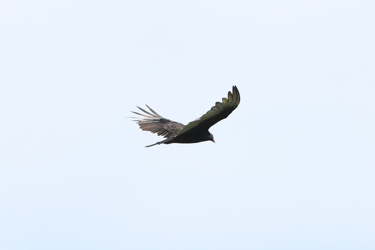 Turkey Vulture - ML620819449