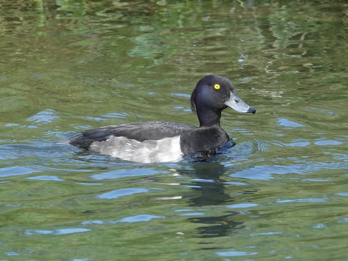 Tufted Duck - ML620819454