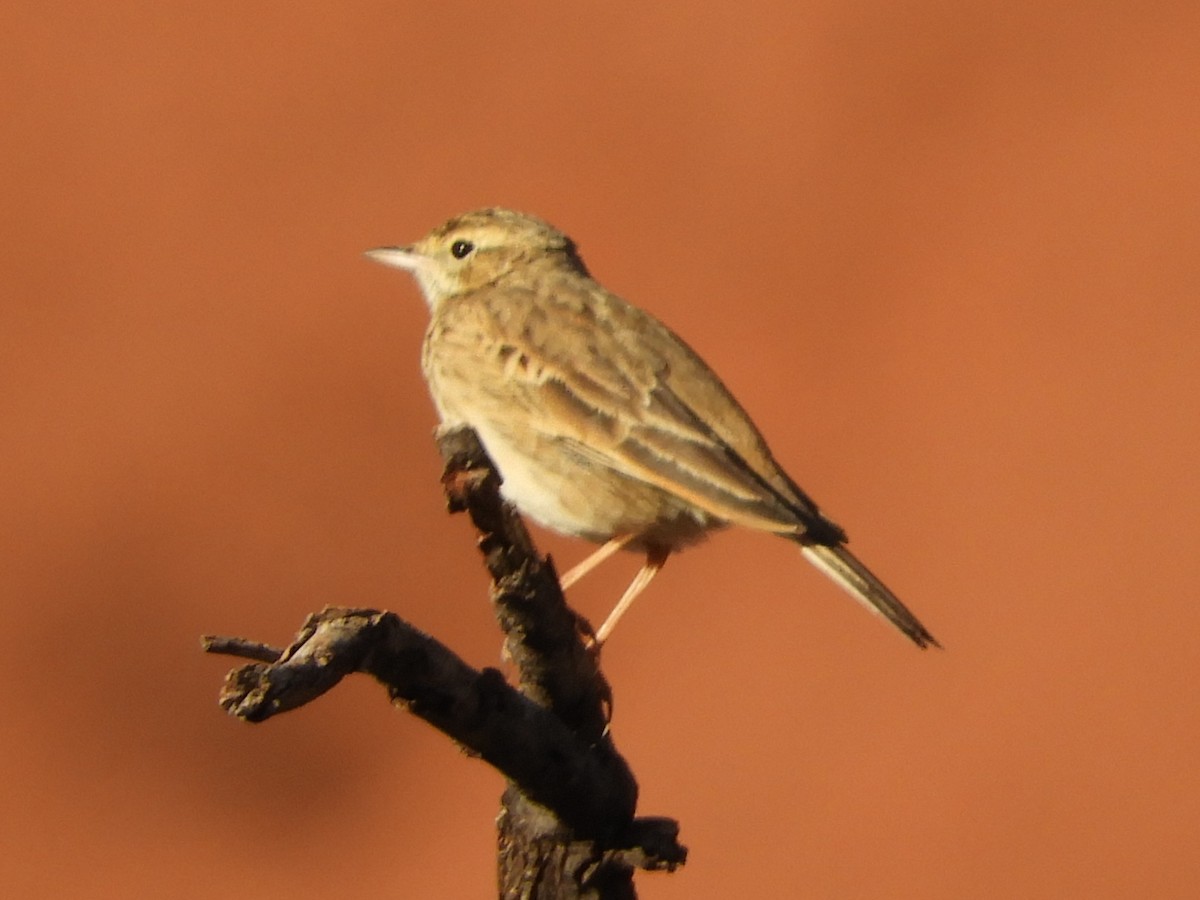 Bisbita Neozelandés (grupo australis) - ML620819456