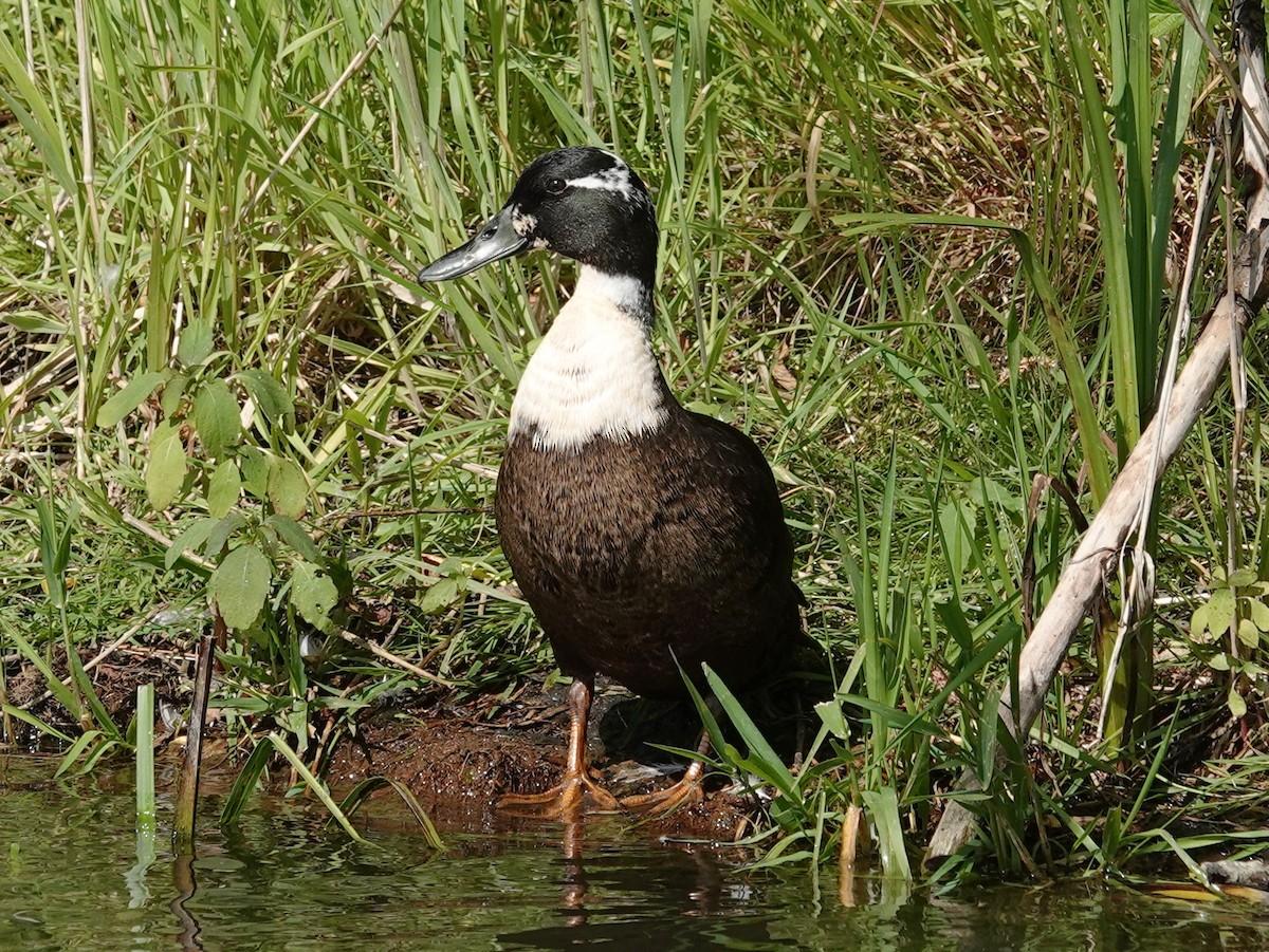 Fehlfarben-Stockente/Hausente - ML620819457