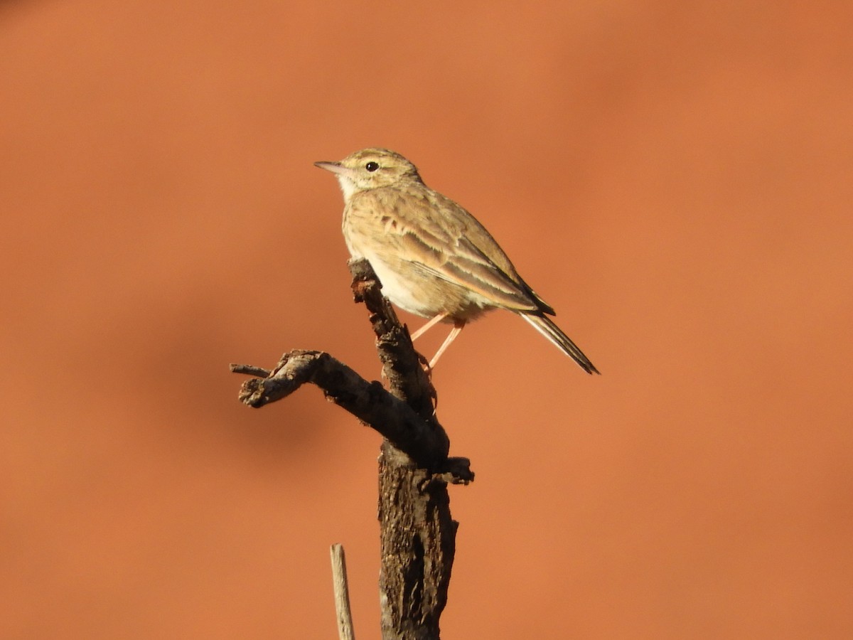 Australian Pipit - ML620819458