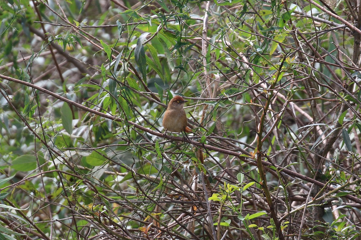 Greater Thornbird - ML620819459