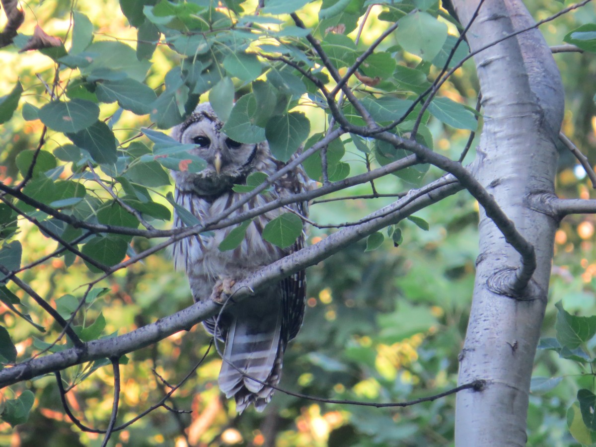 Barred Owl - ML620819462