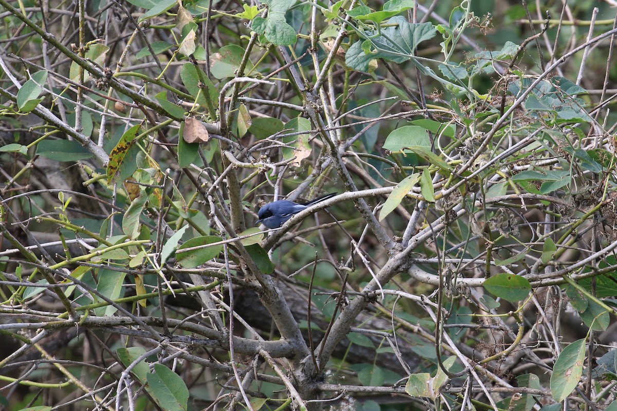 Masked Gnatcatcher - ML620819463