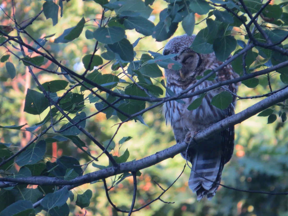 Barred Owl - ML620819465