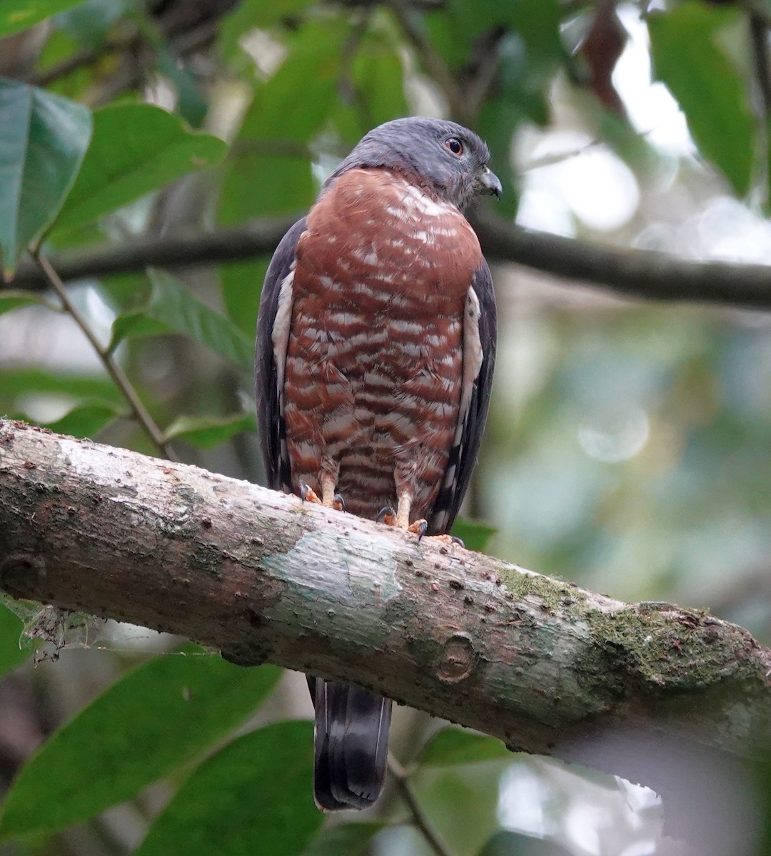 Double-toothed Kite - ML620819471