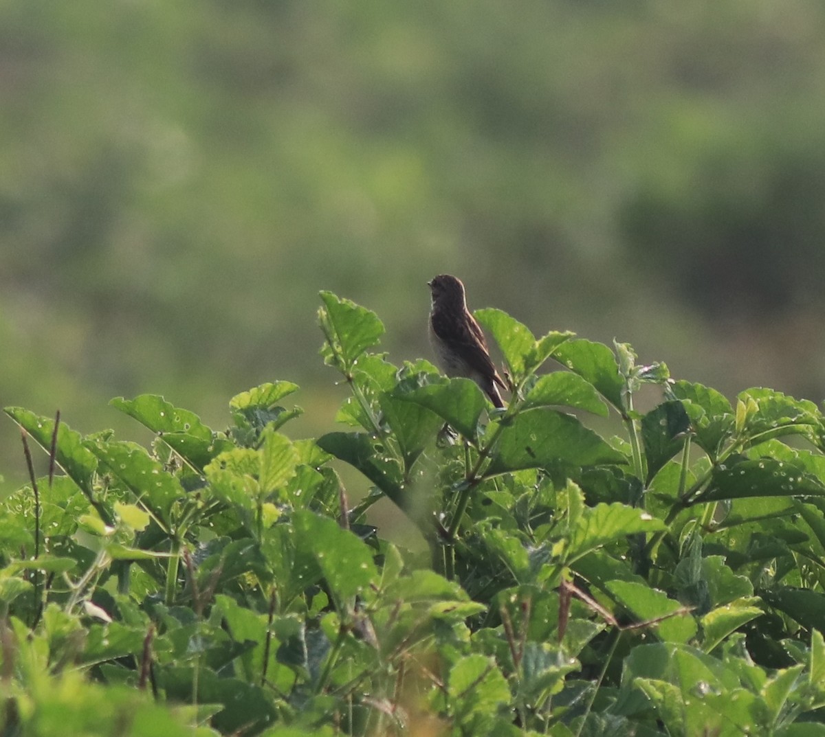 Siberian Stonechat - ML620819475