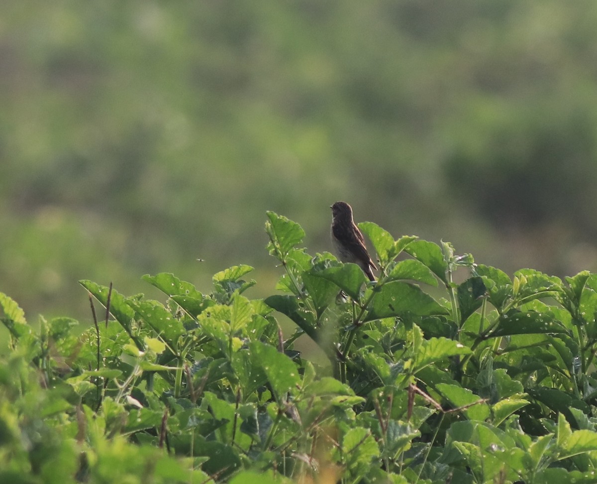 Siberian Stonechat - ML620819476