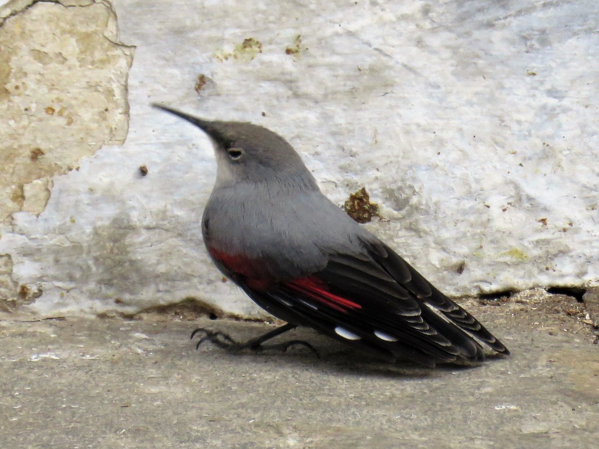 Wallcreeper - Greg Wark