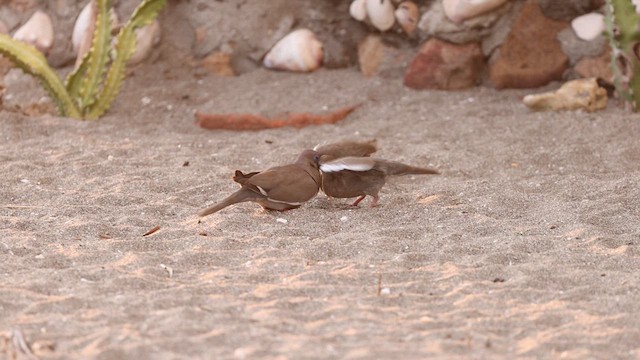 White-winged Dove - ML620819482