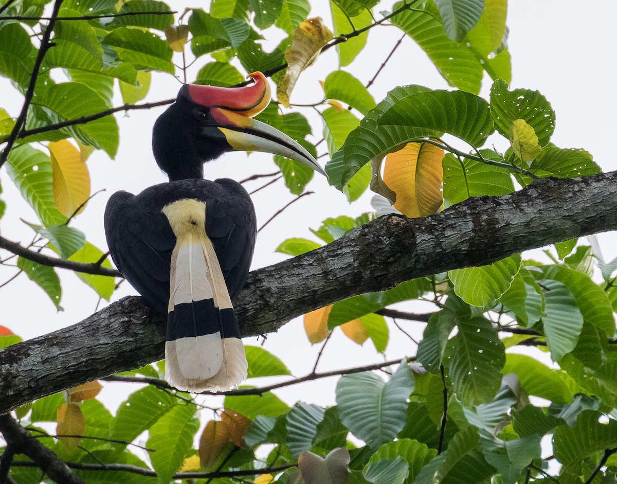 Rhinoceros Hornbill - ML620819483