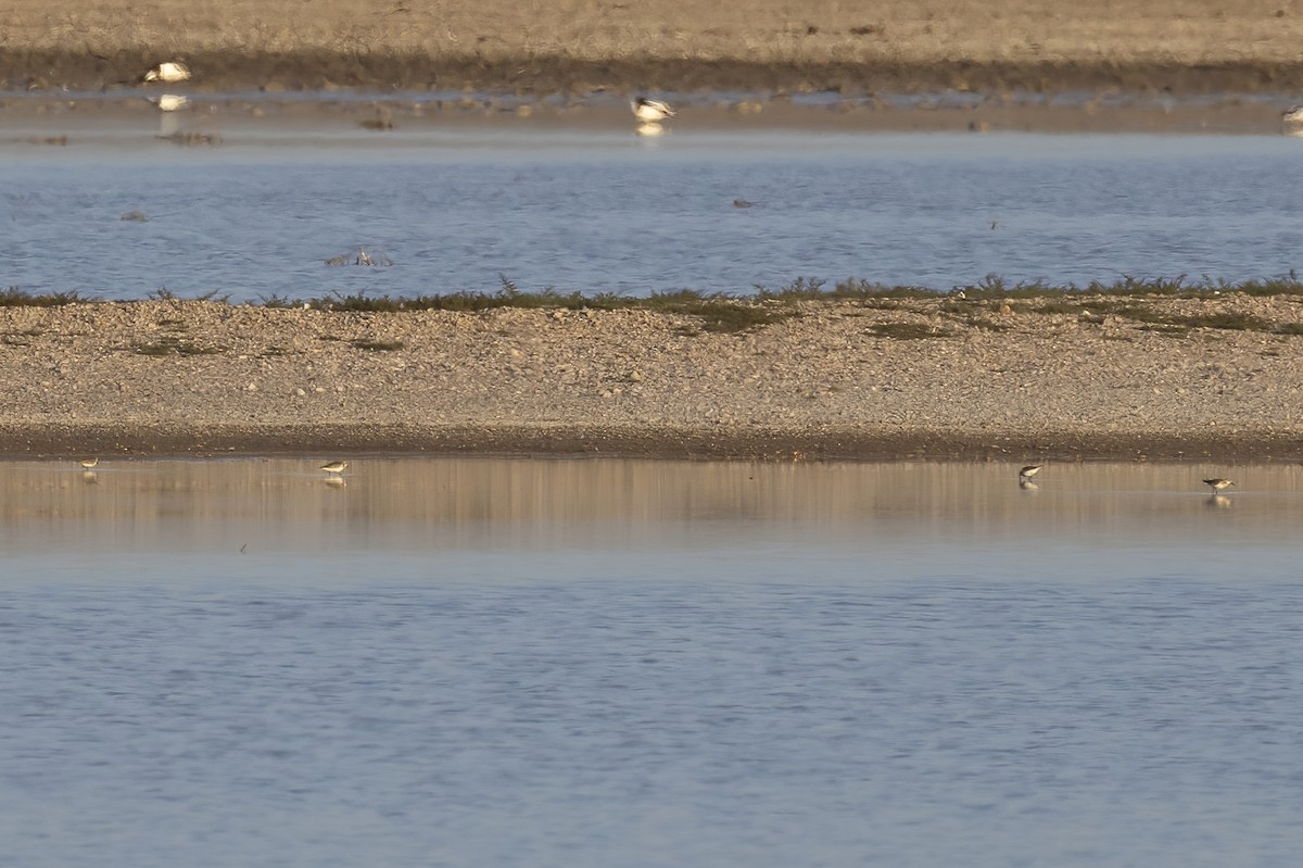 Rotkehl-Strandläufer - ML620819484