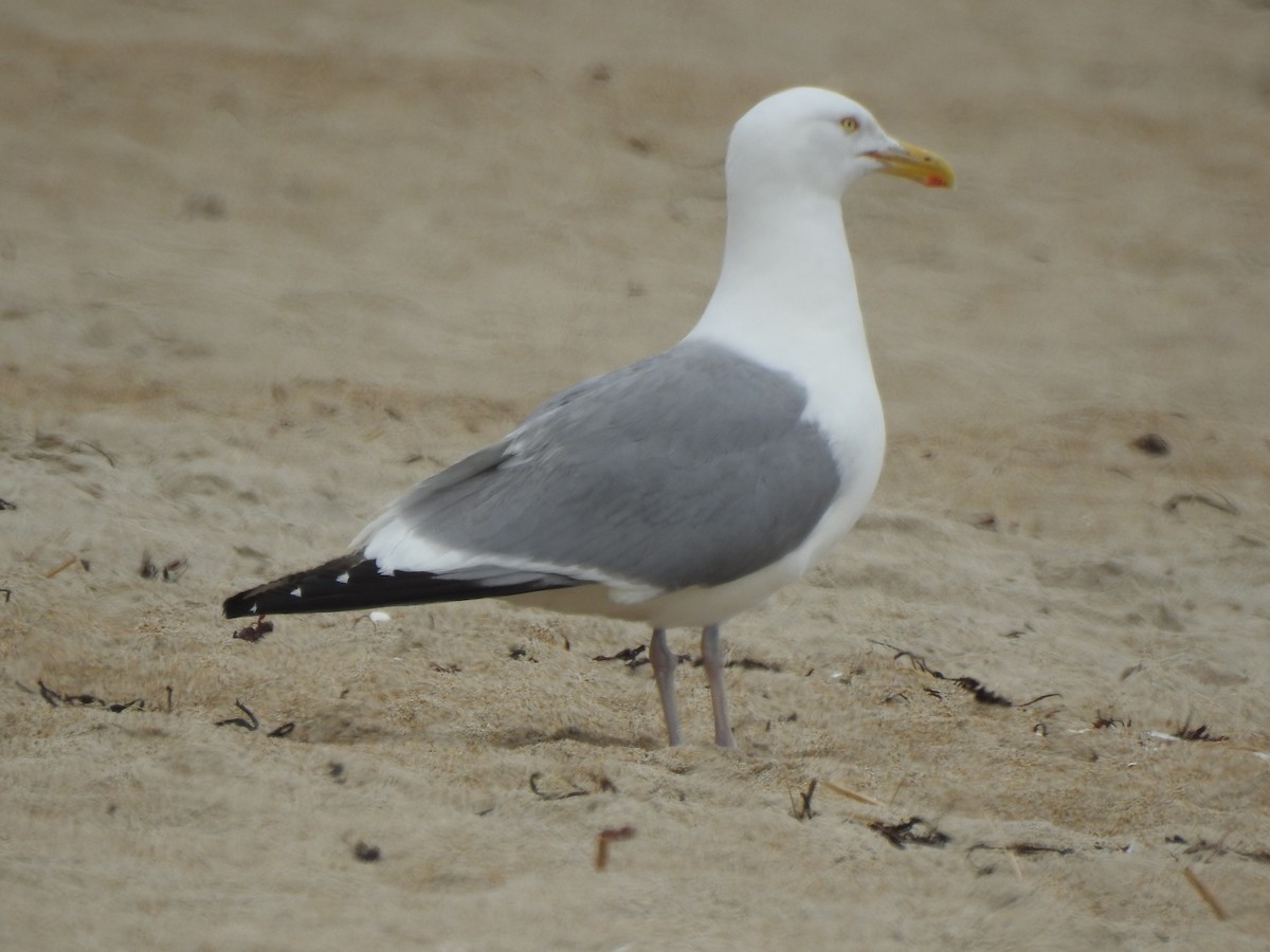 Herring Gull - ML620819485