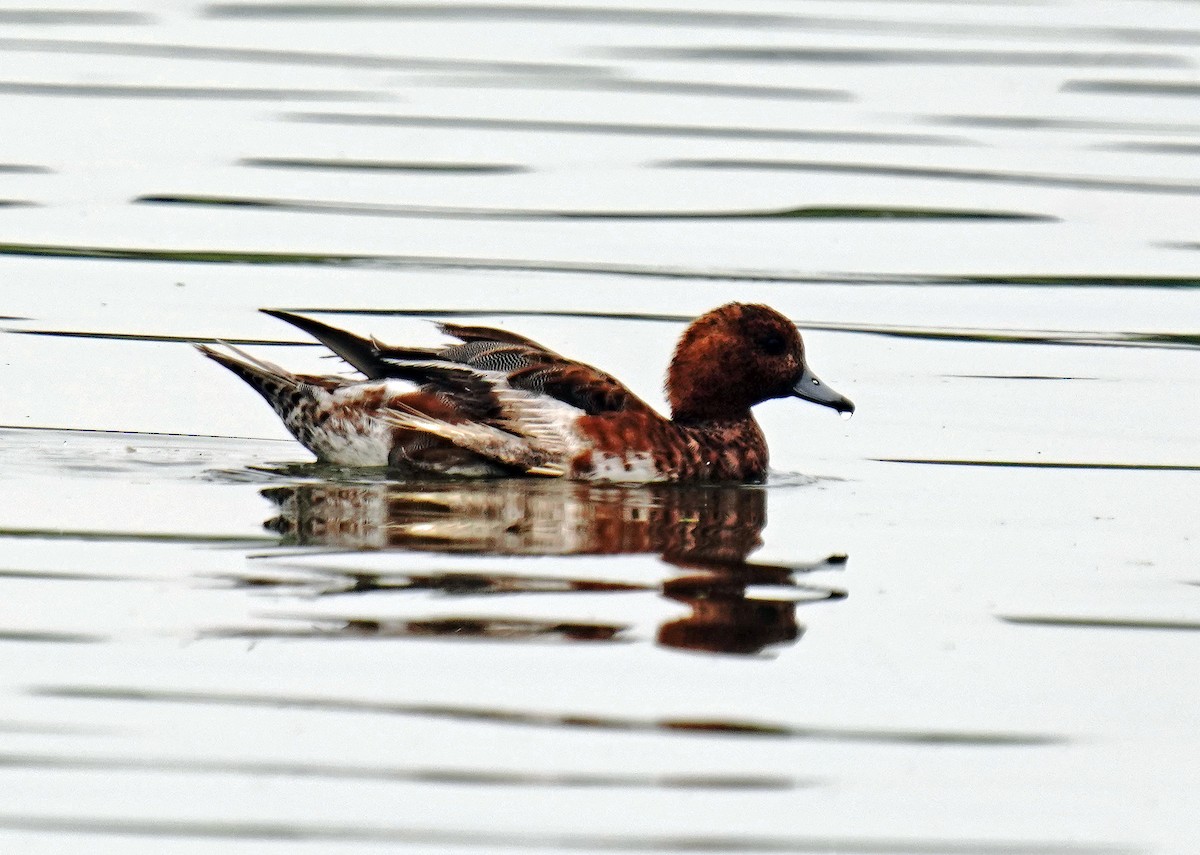 Eurasian Wigeon - ML620819486