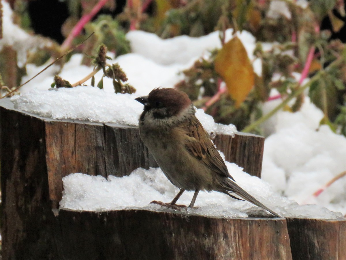 Eurasian Tree Sparrow - ML620819488